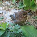 La Poterne au milieu des oiseaux