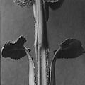 Karl Blossfeldt, Filzkraut, junger Spross