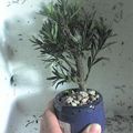 podocarpus