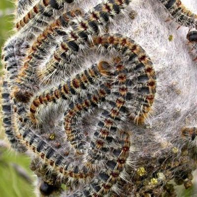 Information chenilles processionnaires