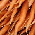 La carotte : légume le moins cher de la saison