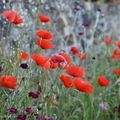 Gentil coquelicot