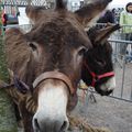 Foire aux ânes à Moyaux