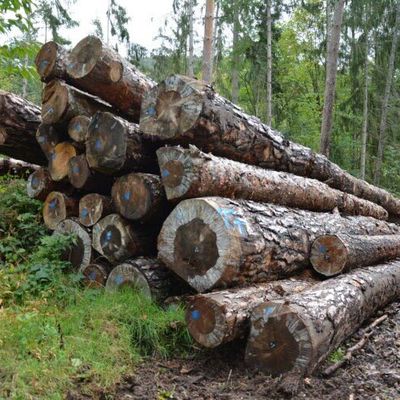 Vols de bois en forêt : l’Alsace peu concernée 