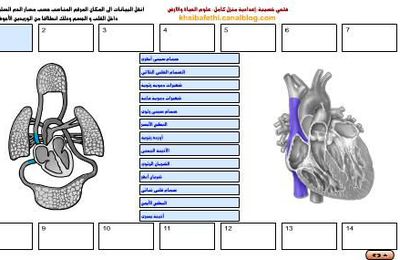 الدورة الدموية عند الانسان