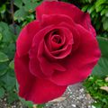 La rose Abraham Lincoln