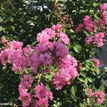 Les Lilas des Indes à la floraison estivale spectaculaire et rafinée