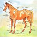L'anatomie du cheval .