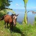 Comme on est à la veille du départ pour Tahiti,