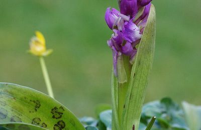 Orchis Mascula