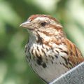 les oiseaux du Québec.