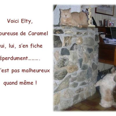Shih-tzu amoureuse.....