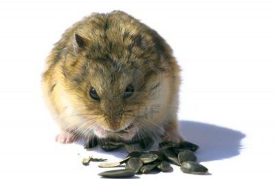 comment differencier les hamsters russe et campbell