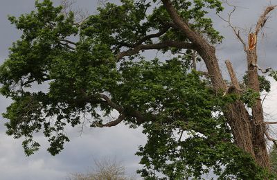 balade confinement, mon arbre