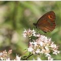 Moiré sylvicole ou tardif : Erebia aethios
