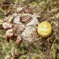 Araneus quadratus