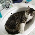 toilette de chat *