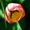 Au jardin, le temps des tulipes...