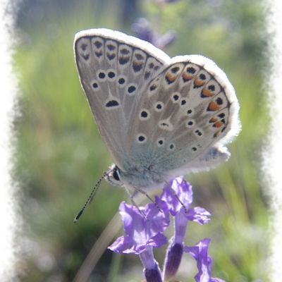 Ca papillonne 