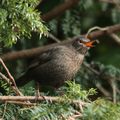 Les oiseaux de jardin