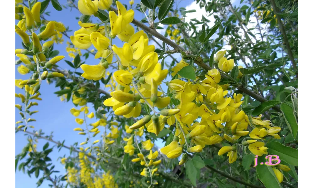 Fleurs de mon Jardin