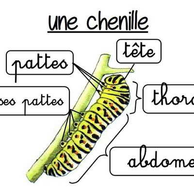 Les papillons