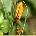 Le crocus , photos du jardin 17 février