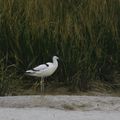 Avocette élégante