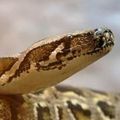 France : un python vivant retrouvé dans les tuyaux d'un immeuble