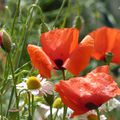 ♥ Coquelicots, bleuets, marguerites ♥