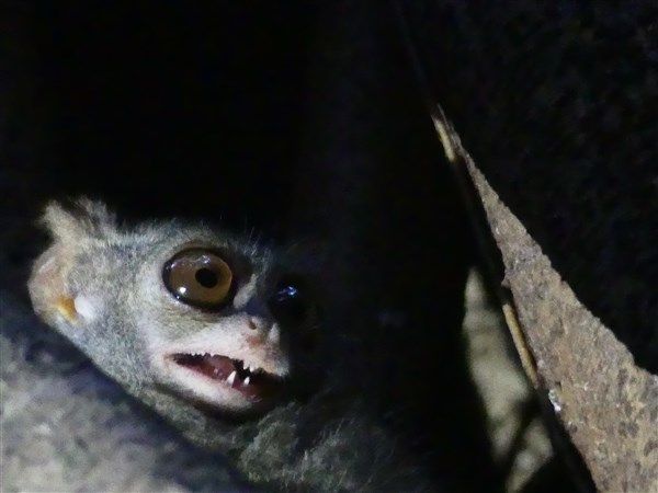 Voyage en Sulawesi - Visite du parc national de Tangkoko