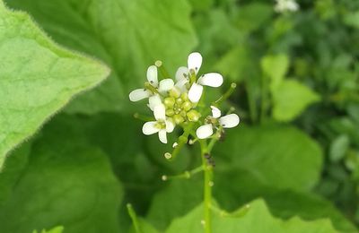 L'Alliaire (Alliaria petiolata)