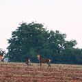 Les GRANDS chasseurs