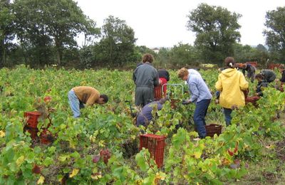 Vendanges 2009 : alors, ce grand millésime?... (1)