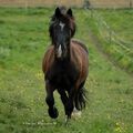 2 chevaux de Merens dans leur pâture