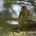 Chardonneret élégant (Carduelis carduelis - European Goldfinch)