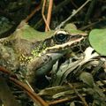 Grenouille de Swinhoe/Swinhoe's frog (rana swinhoana)