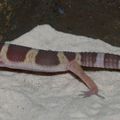 Octobre 2010 - Mes Deux Premiers Gecko