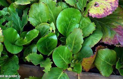 Divisez les bergénias en novembre