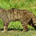 ROYAUME-UNI - Des Chats sauvages réintroduits dans les Cairngorms (Ecosse) !