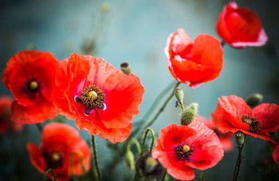 Rassemblement des coquelicots 6 mars 2020