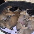 News des chiots mastiffs