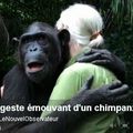 Le geste émouvant d'un chimpanzé à Jane Goodall