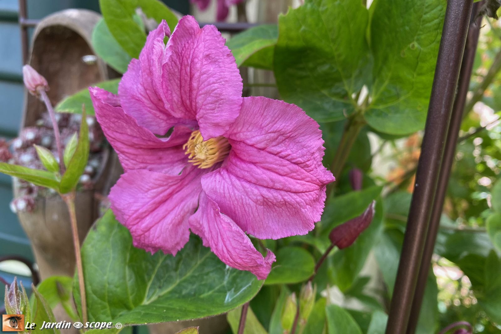 Clematis integrifolia Alionushka
