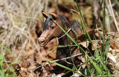 Cheval dans la nature 