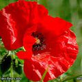 Le Coquelicot