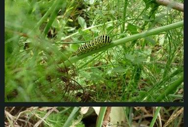 Une invitée dans mon jardin , 