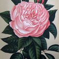 Le Journal des Roses, une superbe revue rare et recherchée, créée par Scipion Cochet en 1877...