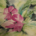 Hibiscus