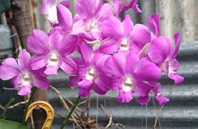 Dendrobium de Noël